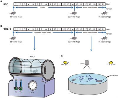 Enriched oxygen improves age-related cognitive impairment through enhancing autophagy